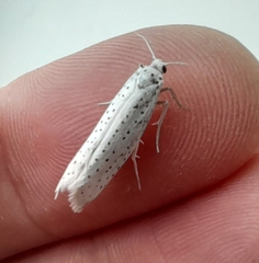 Yponomeuta evonymella