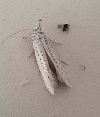 Yponomeuta evonymella