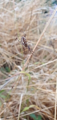 Neoscona adianta
