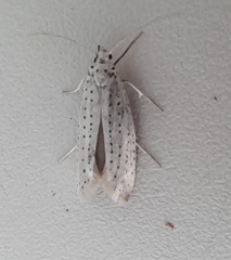 Yponomeuta evonymella