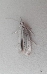 Yponomeuta evonymella