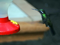 Lampornis