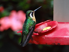 Lampornis