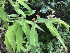 Callicarpa pilosissima