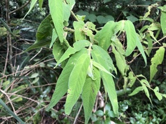 Callicarpa pilosissima