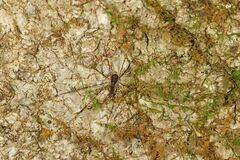 Neopantopsalis pentheter