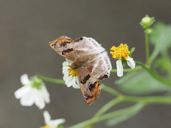 Odontoptilum angulata