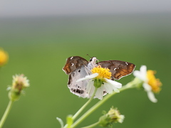 Odontoptilum angulata