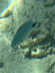 Abudefduf sparoides