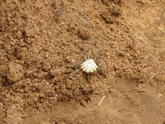 Argiope lobata