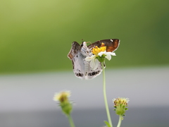 Odontoptilum angulata