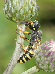 Cerceris flavilabris