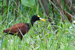 Jacana spinosa