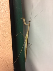 Tenodera australasiae