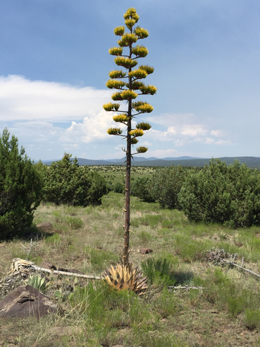 Parry's agave