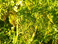 Sphallerocarpus gracilis