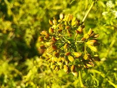 Sphallerocarpus gracilis