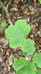Acer