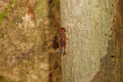 Orectognathus versicolor