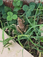 Lithobates sphenocephalus