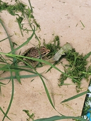 Lithobates sphenocephalus