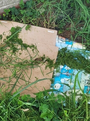 Lithobates sphenocephalus