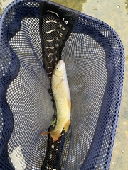 Moxostoma pisolabrum