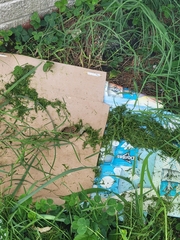 Lithobates sphenocephalus