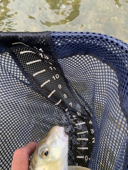 Moxostoma pisolabrum