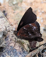 Rohana