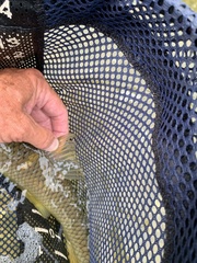 Moxostoma pisolabrum