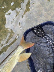 Moxostoma pisolabrum