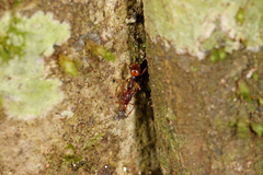 Orectognathus versicolor