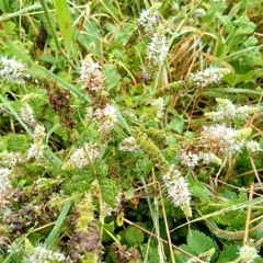 Mentha suaveolens