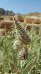 Gomphocarpus sinaicus