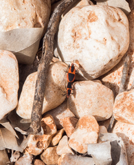 Australodindymus nigroruber