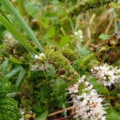 Mentha suaveolens