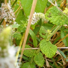 Mentha suaveolens