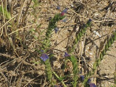 Echium rosulatum