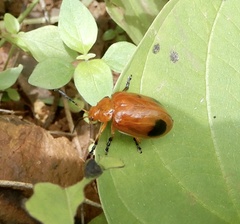 Oides palleata