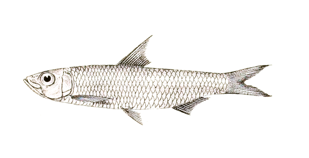 Day's Round Herring