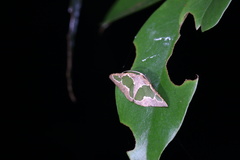 Celenna festivaria