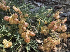 Astragalus whitneyi
