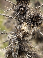 Backobourkia brouni