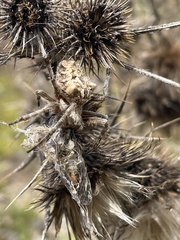 Backobourkia brouni