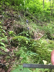Aconitum noveboracense