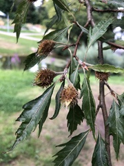 Fagus