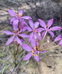 Burchardia rosea