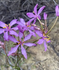 Burchardia rosea