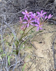 Burchardia rosea